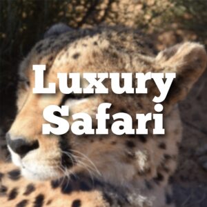 Luxury Safari
